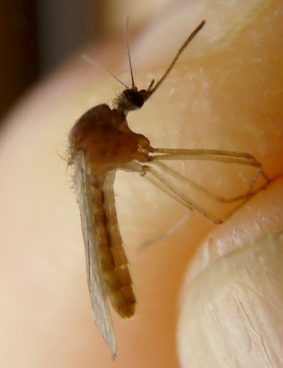 【徹底解説】キャンプやアウトドアで注意すべき危険な虫