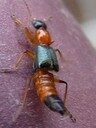 アオバアリガタハネカクシ