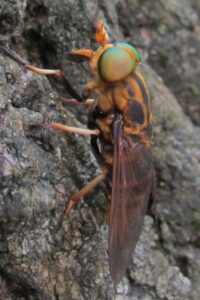 アカウシアブ