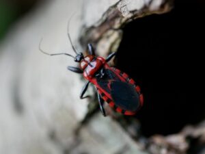 アカシマサシガメ