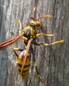 キアシナガバチ