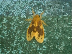 キドクガ成虫